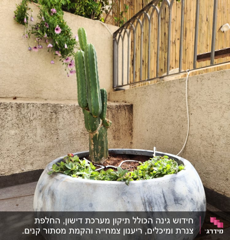 קקטוס בעציץ גדול עם צמחים ירוקים מסביב